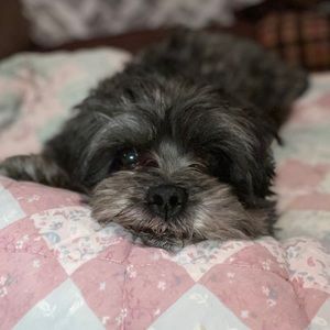 Meet your Posher, Diane